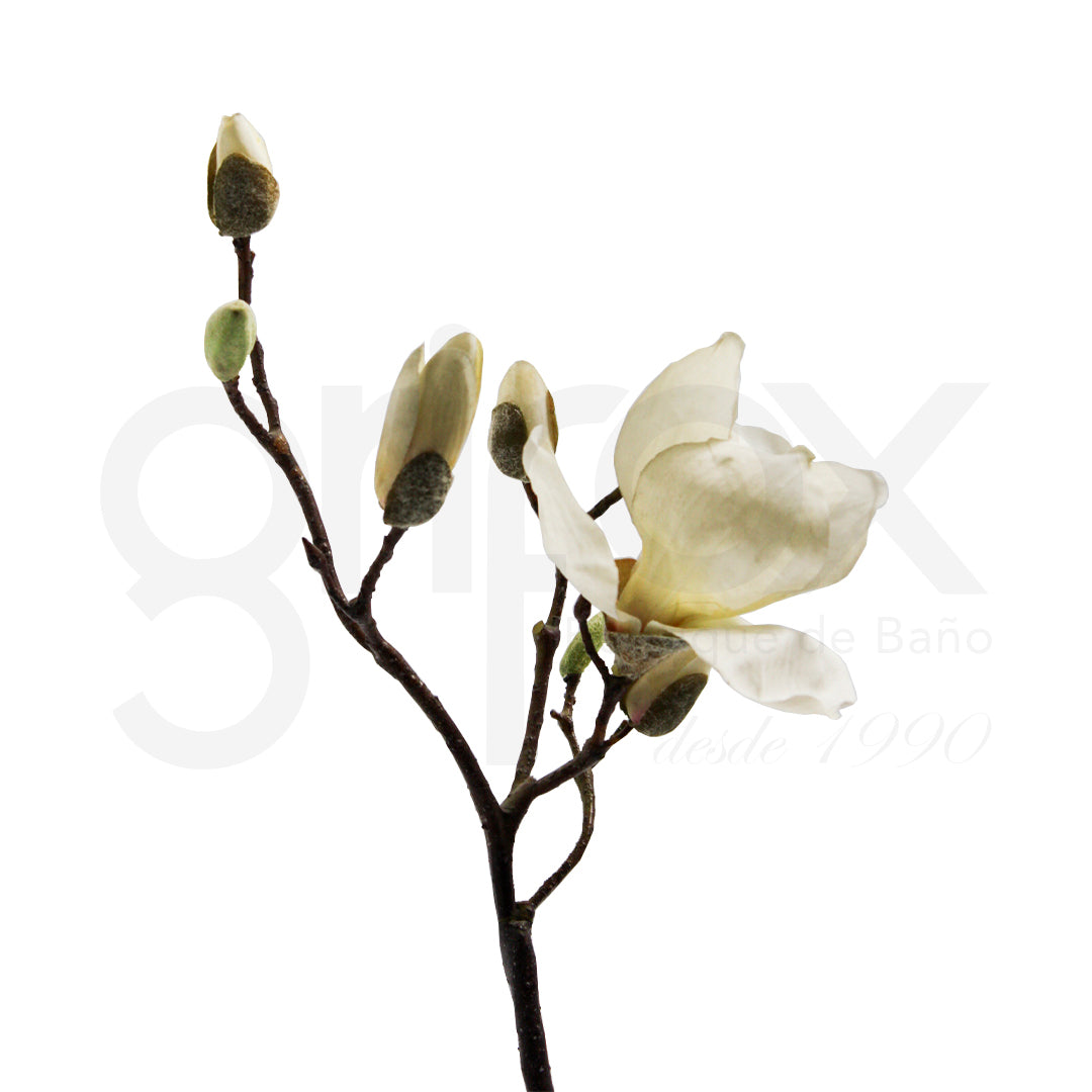 Magnolia Blanca 55Cm/ Flowers