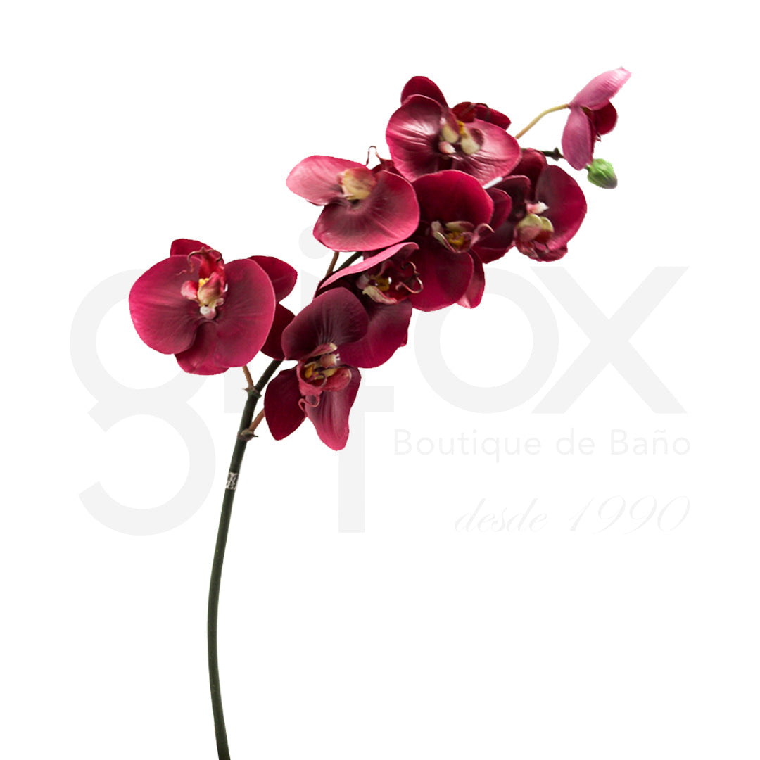 Orquidea / Orchid